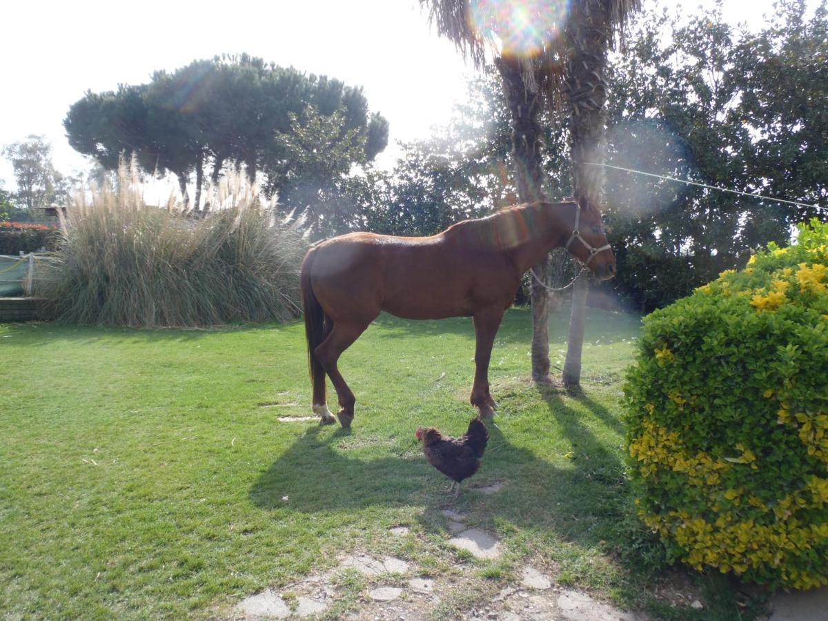 B&B Villa Sans Souci Civitavecchia Buitenkant foto